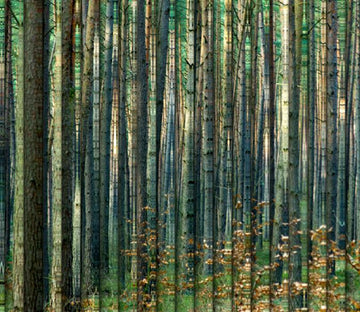 Crowed Trees Wallpaper AJ Wallpaper 