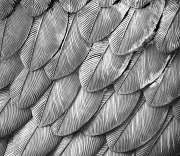 Neat Feathers Wallpaper AJ Wallpaper 