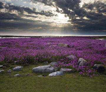 Wild Flowers And Stones Wallpaper AJ Wallpaper 