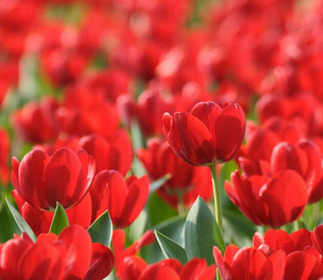 Red Tulips Wallpaper AJ Wallpaper 