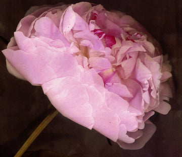 Hibiscus Wallpaper AJ Wallpaper 