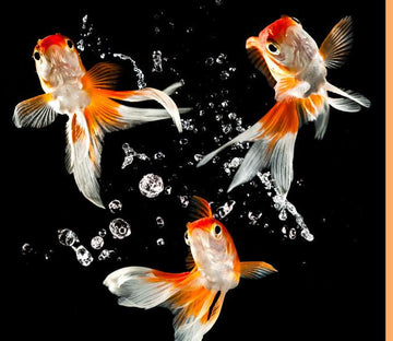 Dancing Goldfishes Wallpaper AJ Wallpaper 