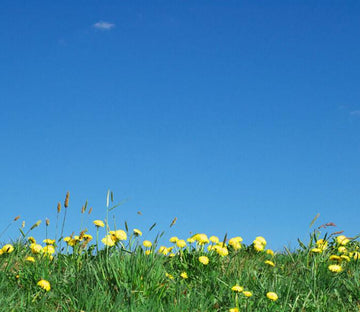 Yellow Wildflowers Wallpaper AJ Wallpaper 