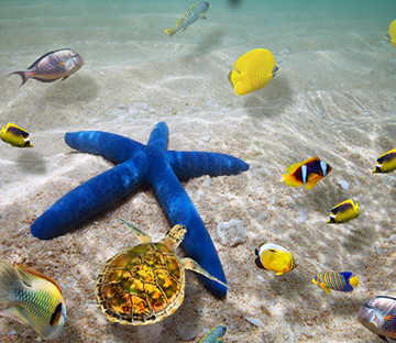 3D Blue Sea Star Floor Mural Wallpaper AJ Wallpaper 2 
