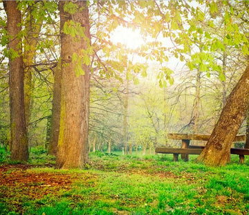 Quiet Forest Wallpaper AJ Wallpaper 