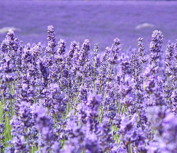 Romantic Purple Flowers Field Wallpaper AJ Wallpaper 2 