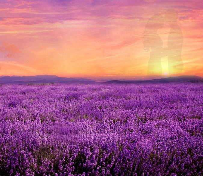 Romantic Purple Field Wallpaper AJ Wallpaper 