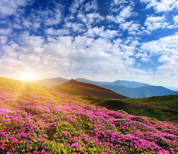 Azalea Blossoms Wallpaper AJ Wallpaper 