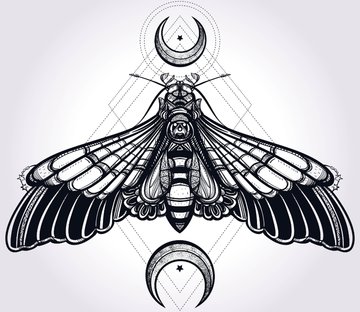 Moth Wallpaper AJ Wallpaper 