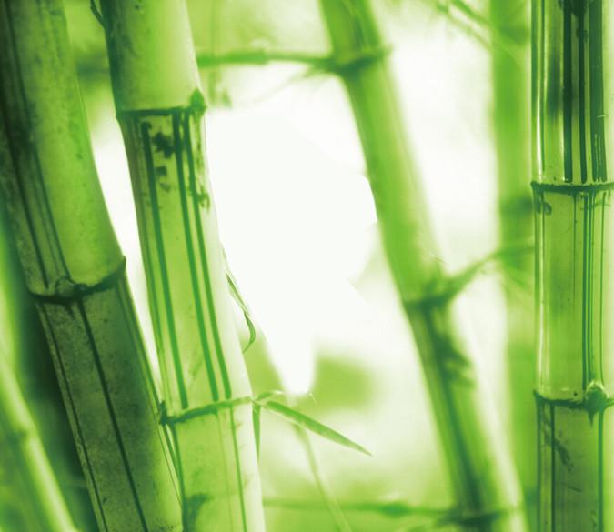 Fresh Bamboos Wallpaper AJ Wallpaper 