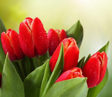 Red Tulips Buds 1 Wallpaper AJ Wallpaper 