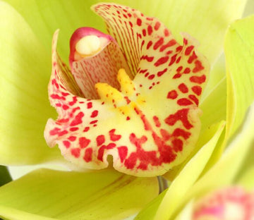 Flaming Flower Wallpaper AJ Wallpaper 