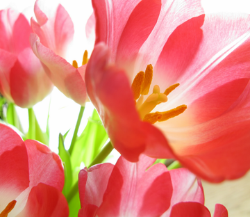 Pink Blossoms 2 Wallpaper AJ Wallpaper 