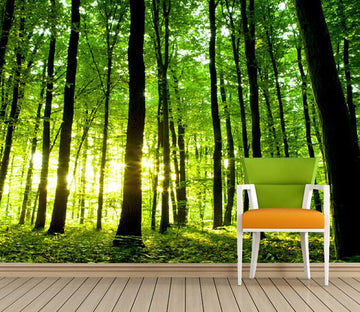 Green Forest 3 Wallpaper AJ Wallpaper 