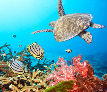 Swimming Sea Turtle Wallpaper AJ Wallpaper 