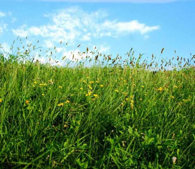 Lush Lawns Wallpaper AJ Wallpaper 