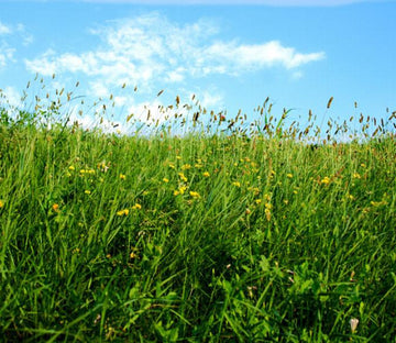 Lush Lawns Wallpaper AJ Wallpaper 