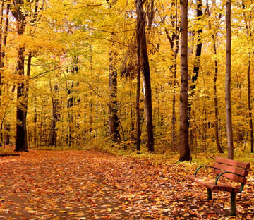 Forest Wallpaper AJ Wallpaper 