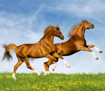 Running Horses Wallpaper AJ Wallpaper 