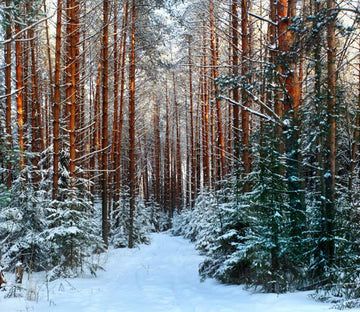 Snowed Forest 1 Wallpaper AJ Wallpaper 