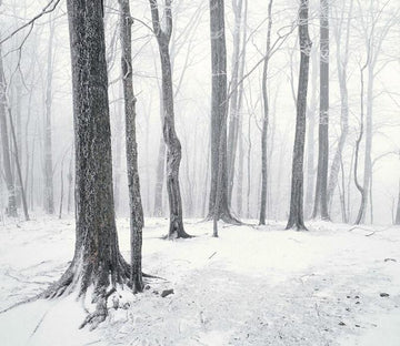 Snowy Forest 5 Wallpaper AJ Wallpaper 