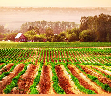 Green Fields Wallpaper AJ Wallpaper 