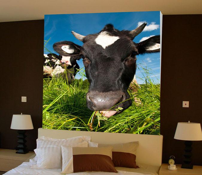Eating Cows Wallpaper AJ Wallpaper 