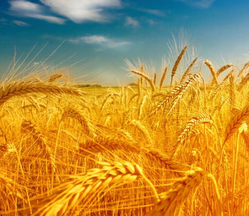 Golden Wheat Fields 3 Wallpaper AJ Wallpaper 