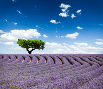 Lavender Fields 1 Wallpaper AJ Wallpaper 