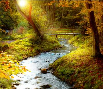 Forest Winding Stream Wallpaper AJ Wallpaper 