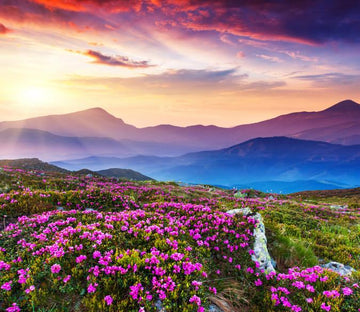 Azaleas Hills Wallpaper AJ Wallpaper 