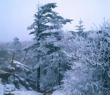 Snowy Trees Wallpaper AJ Wallpaper 