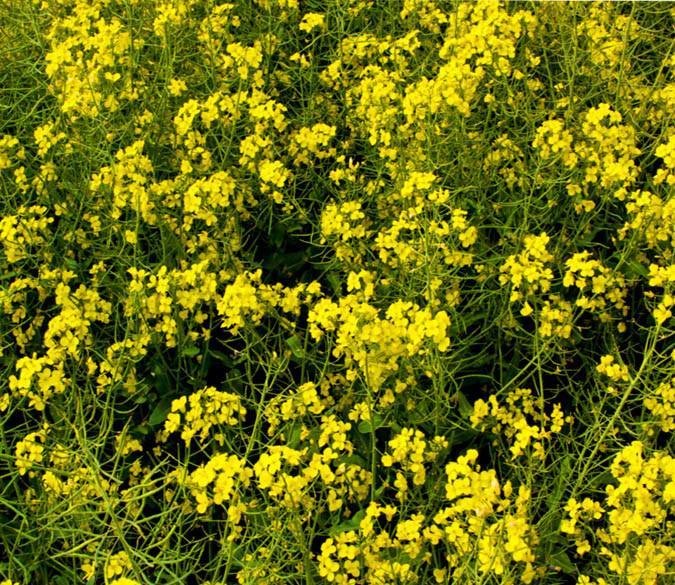 3D Rape Flowers Floor Mural Wallpaper AJ Wallpaper 2 