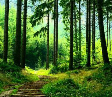 Forest Stone Steps 1 Wallpaper AJ Wallpaper 