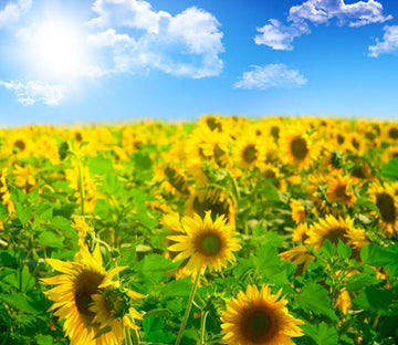 Bright Sunflowers Wallpaper AJ Wallpaper 