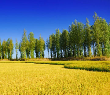 Rice Field Wallpaper AJ Wallpaper 