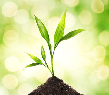 Green Plantle Wallpaper AJ Wallpaper 