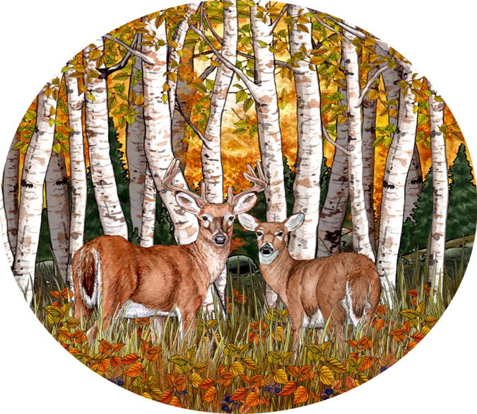 Two Deer Wallpaper AJ Wallpaper 