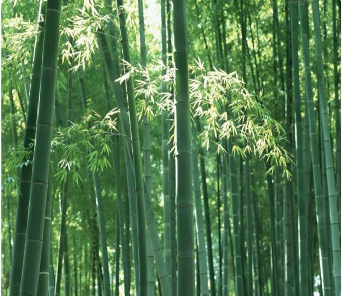 Bamboo Forest 3 Wallpaper AJ Wallpaper 