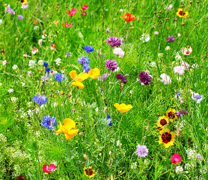 3D Fresh Wildflowers Floor Mural Wallpaper AJ Wallpaper 2 