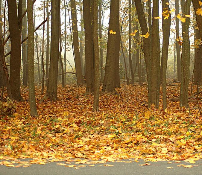 Forest Fallen Leaves 1 Wallpaper AJ Wallpaper 