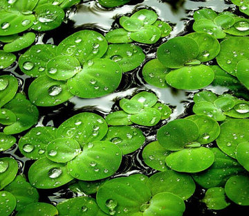 3D Floating Plants Floor Mural Wallpaper AJ Wallpaper 2 