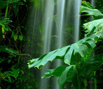 Forest Waterfall Wallpaper AJ Wallpaper 