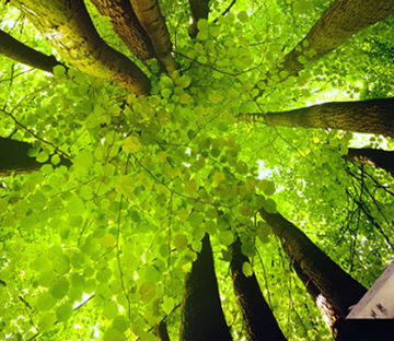 3D Green Trees Floor Mural Wallpaper AJ Wallpaper 2 