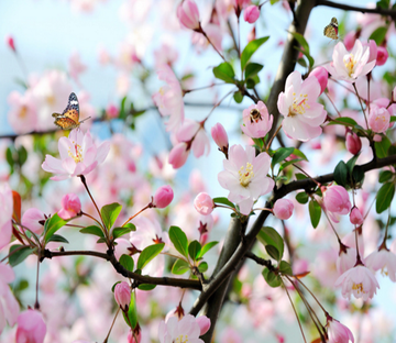 Fresh Peach Blossom Wallpaper AJ Wallpaper 2 