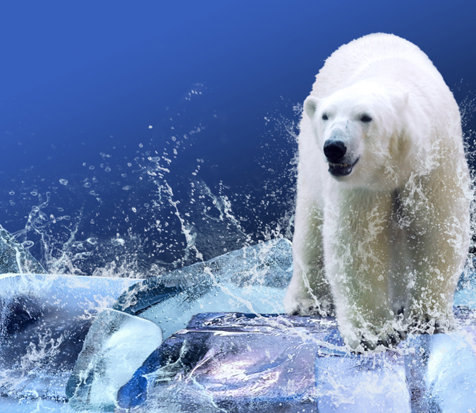 Snow-white Bear Wallpaper AJ Wallpaper 