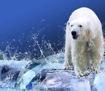 Snow-white Bear Wallpaper AJ Wallpaper 