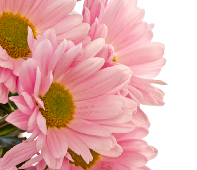 Pink Chrysanthemums Wallpaper AJ Wallpaper 