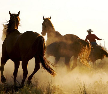 Galloping Horses Wallpaper AJ Wallpaper 