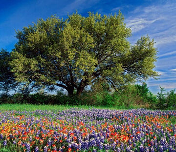 Flowers Field Tree Wallpaper AJ Wallpaper 